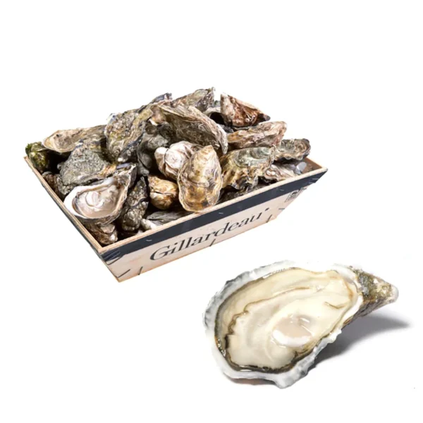 Oster premium “Gillardeau”